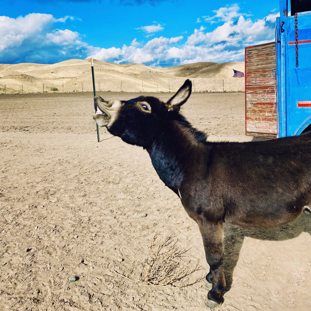 The Mini Donkey With a Mighty Bray - Double Donkey Ranch